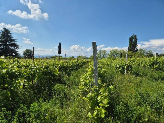 Terreno in vendita a Lazise, Veneto