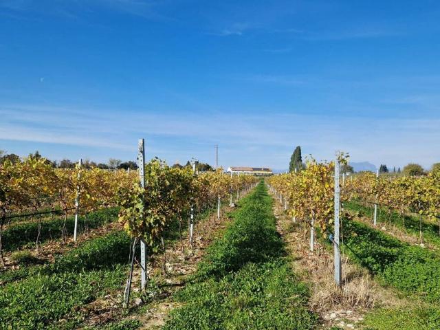 Terreno in vendita a Lazise, Veneto