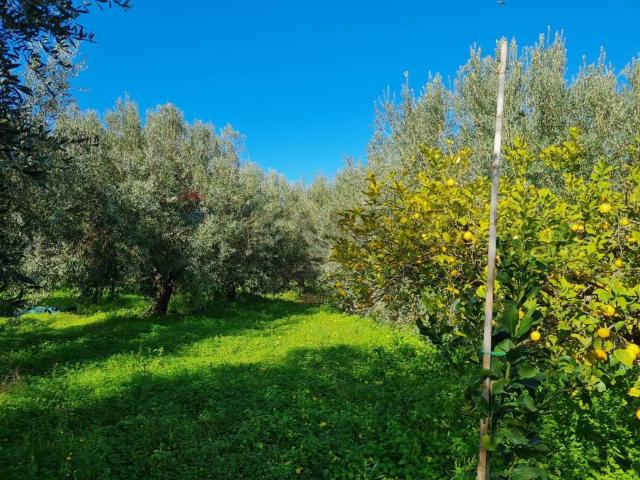Terreno in vendita a Lentini, Sicilia