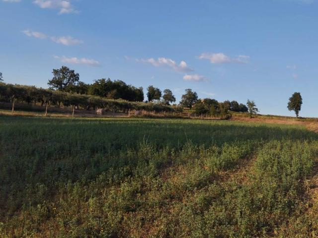 Terreno in vendita a Limatola, Campania