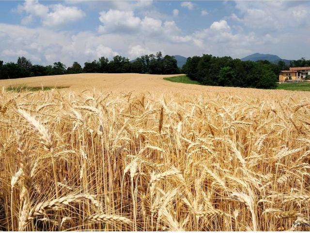 Terreno in vendita a Limena, Veneto