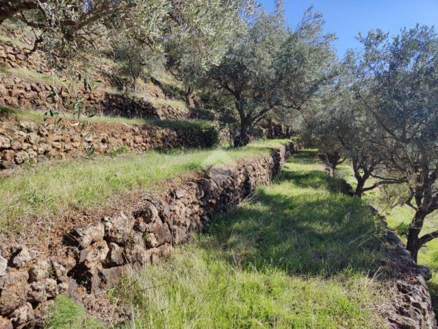 Terreno in vendita a Linguaglossa, Sicilia