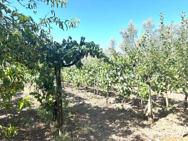 Terreno in vendita a Livorno, Toscana