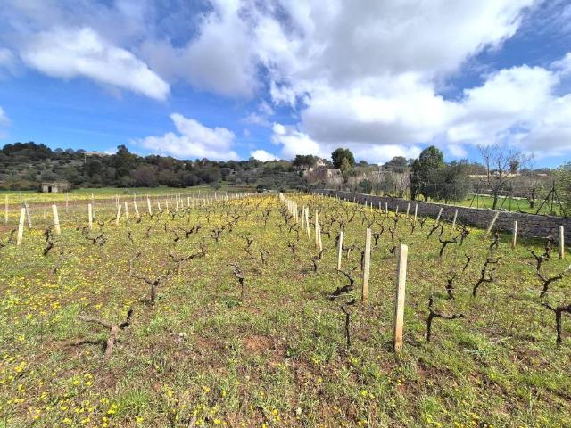 Terreno in vendita a Puglia, Bari