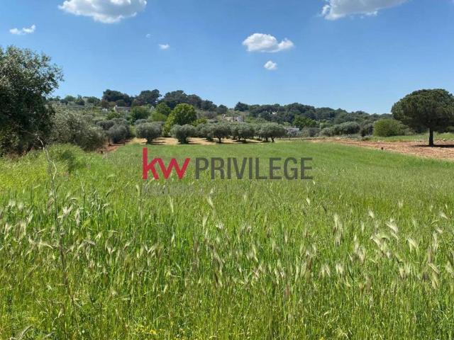 Terreno in vendita a Puglia, Bari