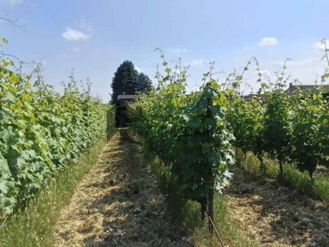 Terreno in vendita a Lonato, Brescia