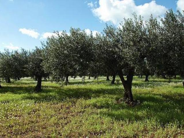Terreno in vendita a Ponte Ospedaletto, Longiano