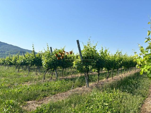 Terreno in vendita a Lonigo, Veneto