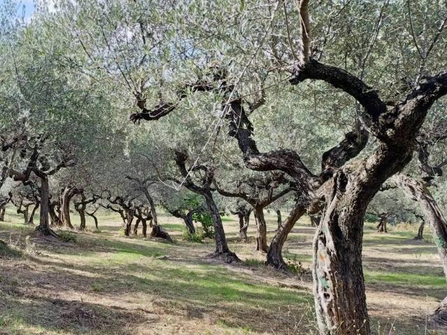Terreno in vendita a Loreto Aprutino, Abruzzo