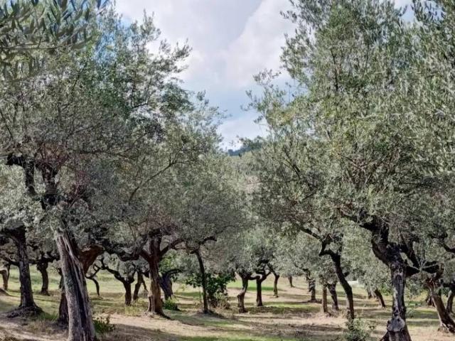 Terreno in vendita a Loreto Aprutino, Abruzzo