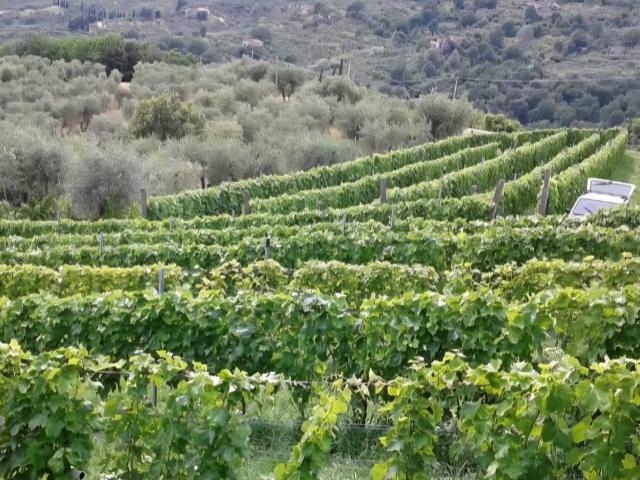 Terreno in vendita a Capannori, Toscana