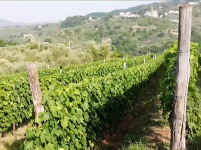 Terreno in vendita a Capannori, Toscana