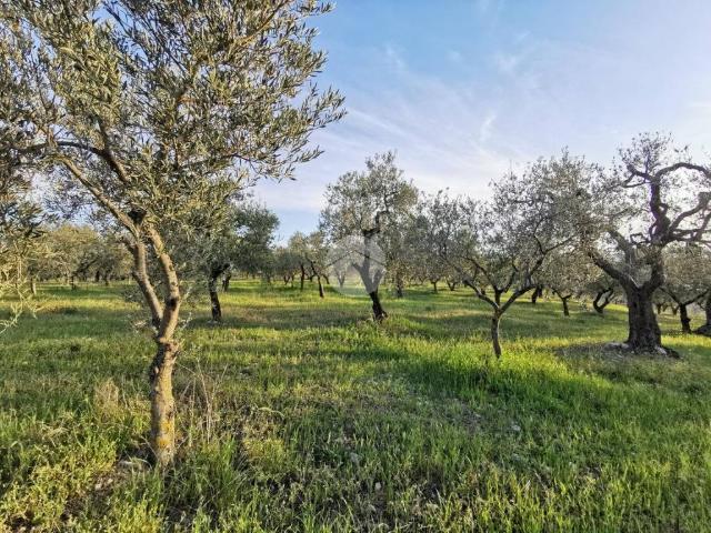 Terreno in vendita a Lucera, Foggia