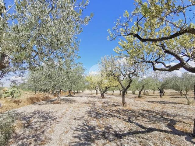 Terreno in vendita a Puglia, Foggia