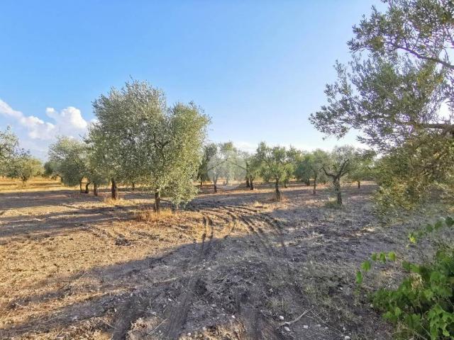 Terreno in vendita a Puglia, Foggia