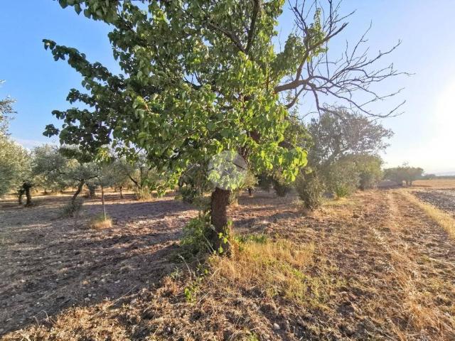 Terreno in vendita a Puglia, Foggia