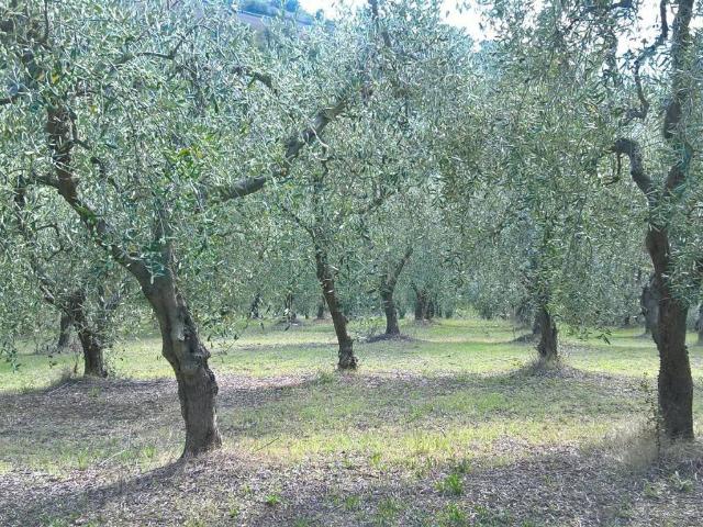 Terreno in vendita a Collesecco, Lugnano In Teverina