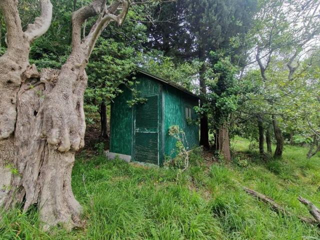 Terreno in vendita a L'Annunziata, Luni