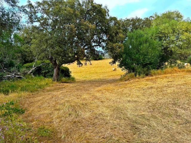 Terreno in vendita a Luogosanto, Sardigna/Sardegna