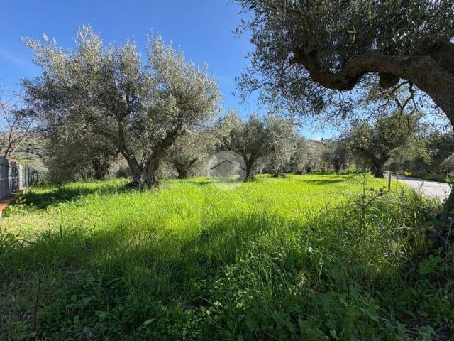 Terreno in vendita a Calabria, Cosenza
