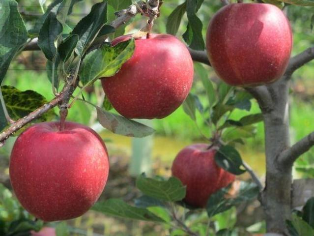 Terreno in vendita a Comunità della Valle dei Laghi, Madruzzo