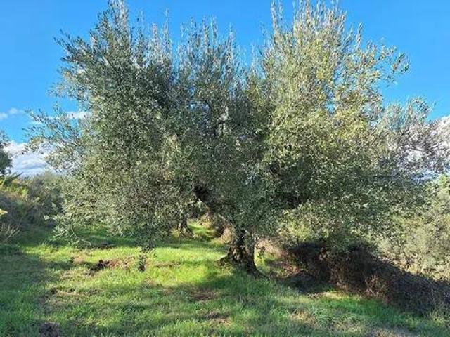 Terreno in vendita a Sant'Arcangelo, Magione