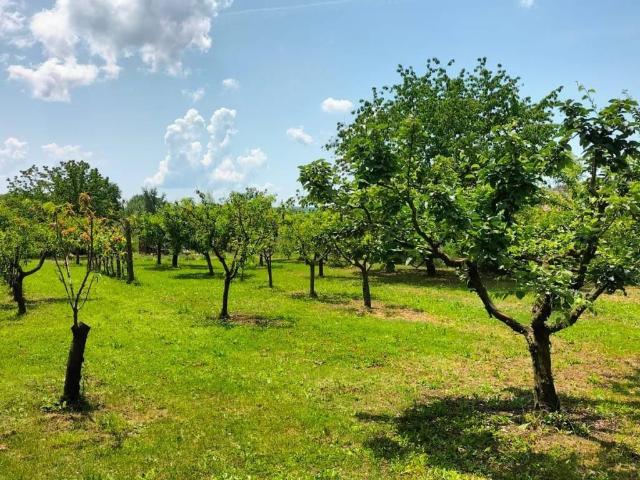 Terreno in vendita a Magione, Umbria