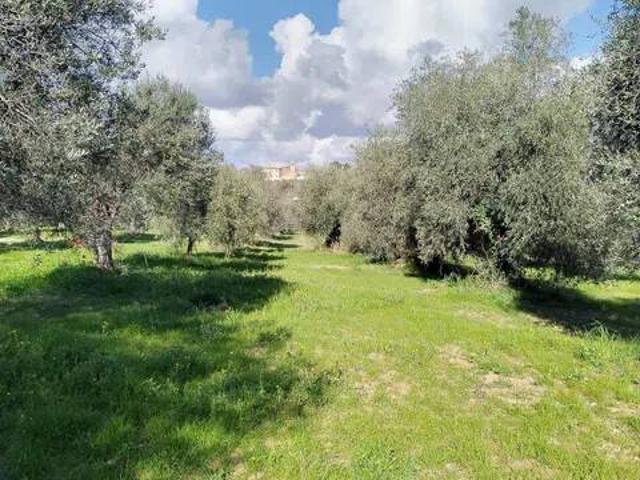 Terreno in vendita a Magliano in Toscana, Grosseto