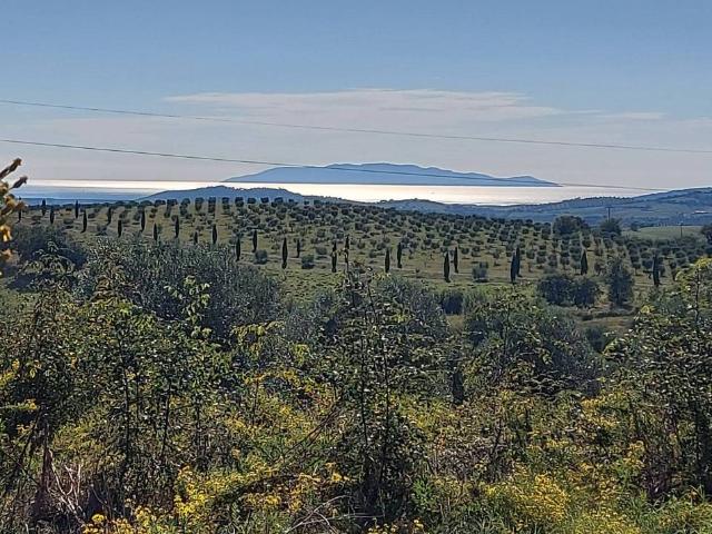 Terreno in vendita a Magliano In Toscana, Toscana