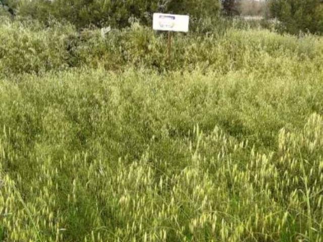 Terreno in vendita a Puglia, Lecce