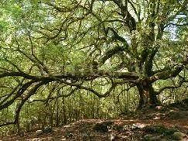 Terreno in vendita a Maletto, Sicilia