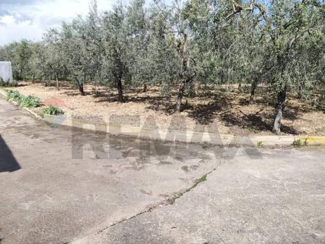 Terreno in vendita a Siponto, Puglia