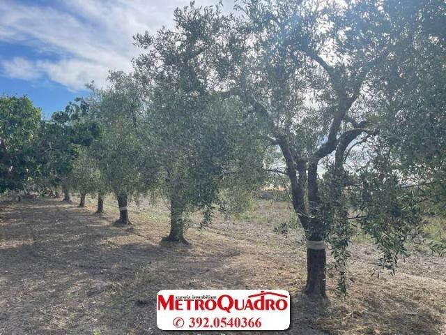 Terreno in vendita a Puglia, Foggia