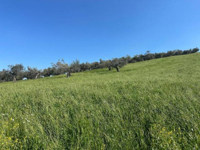 Terreno in vendita a Manoppello, Abruzzo