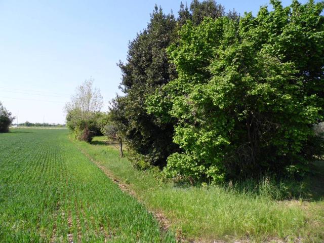Terreno in vendita a Manzano, Friuli-Venezia Giulia