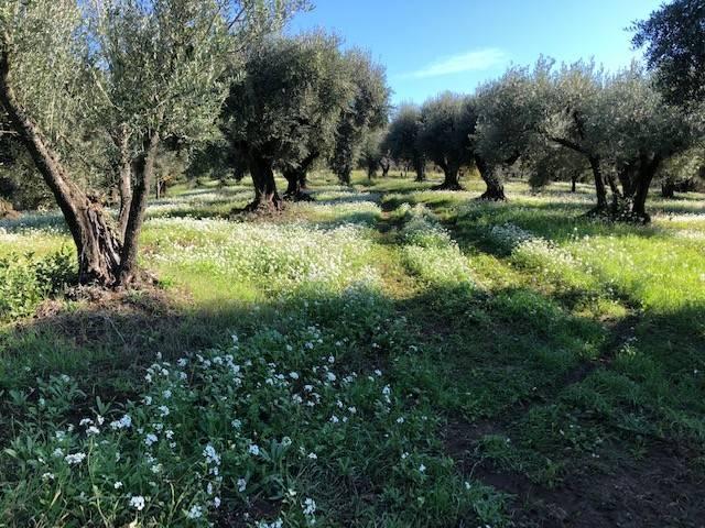 Terreno in vendita a Guidonia Montecelio, Roma Capitale