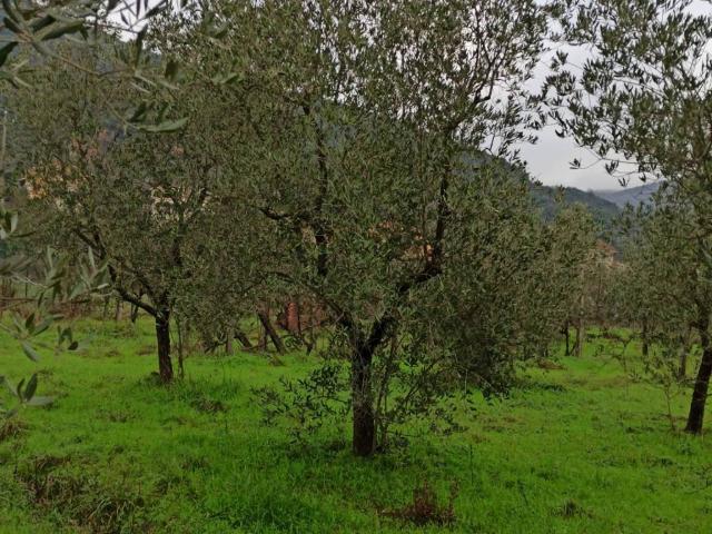 Terreno in vendita a Marliana, Toscana