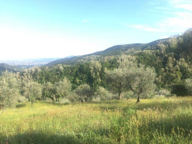 Terreno in vendita a Montagnana, Marliana