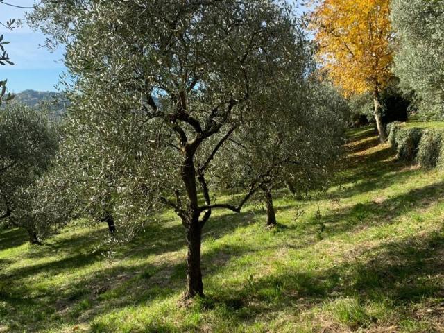 Terreno in vendita a Pradipaldo, Marostica