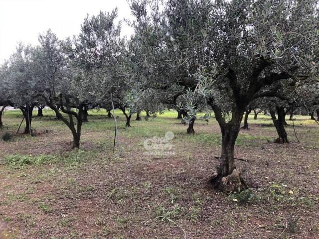 Terreno in vendita a Marsala, Sicilia