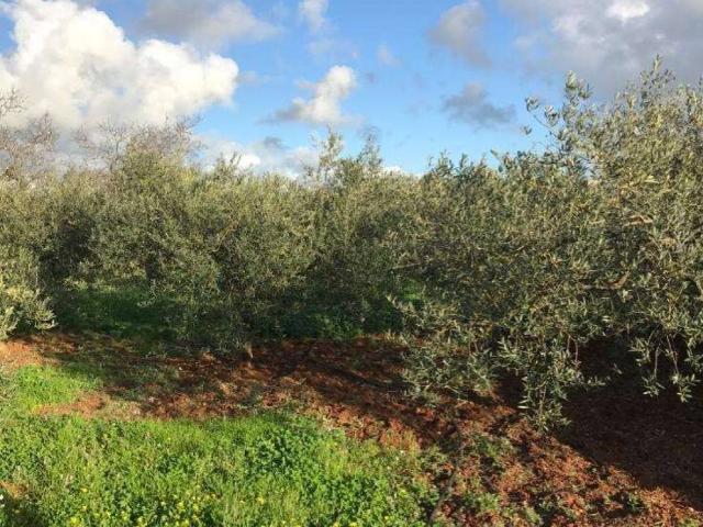 Terreno in vendita a Marsala, Sicilia