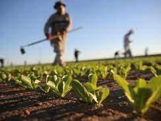 Terreno in vendita a Martellago, Veneto