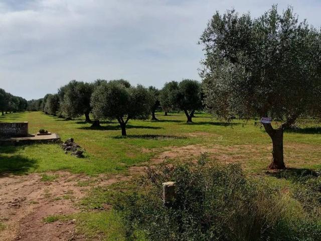 Terreno in vendita a Puglia, Taranto