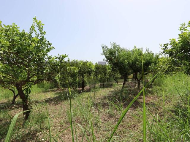 Terreno in vendita a Mascali, Sicilia