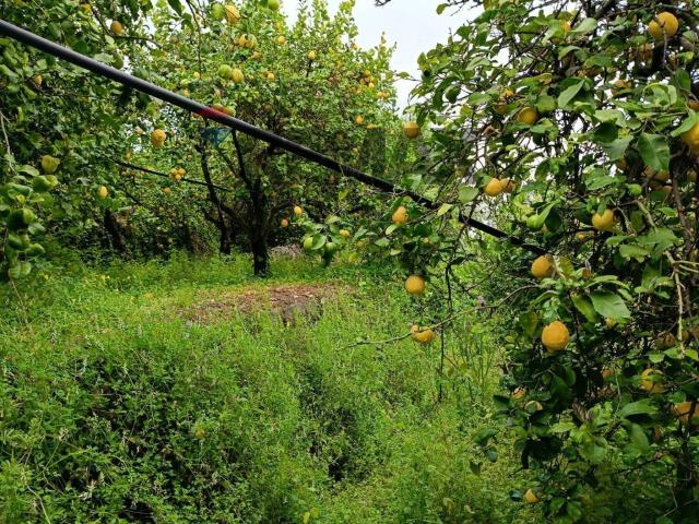 Terreno in vendita a Mascali, Sicilia