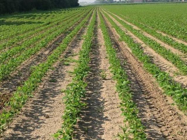Terreno in vendita a Maserà Di Padova, Carpanedo