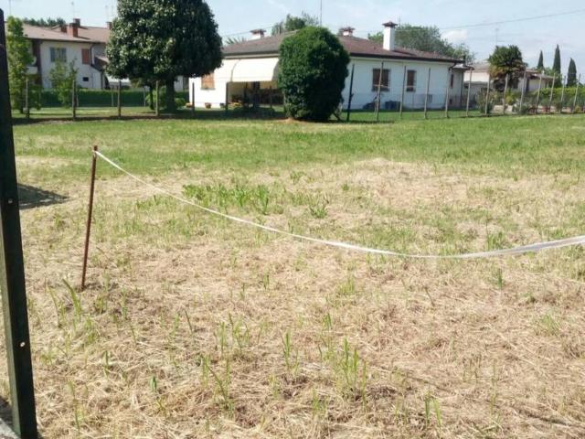 Terreno in vendita a Masi, Veneto