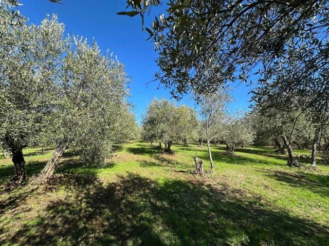 Terreno in vendita a Massa Marittima, Toscana