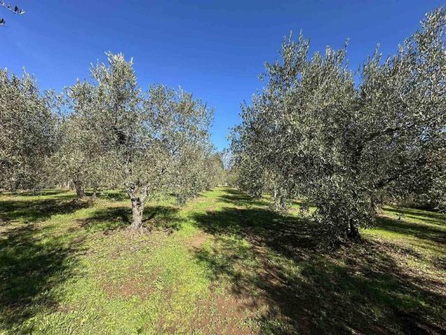 Terreno in vendita a Massa Marittima, Toscana