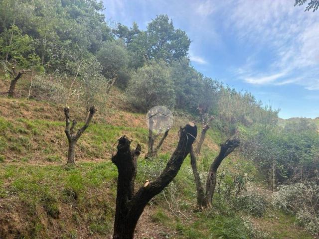 Terreno in vendita a Pian del Quercione, Massarosa
